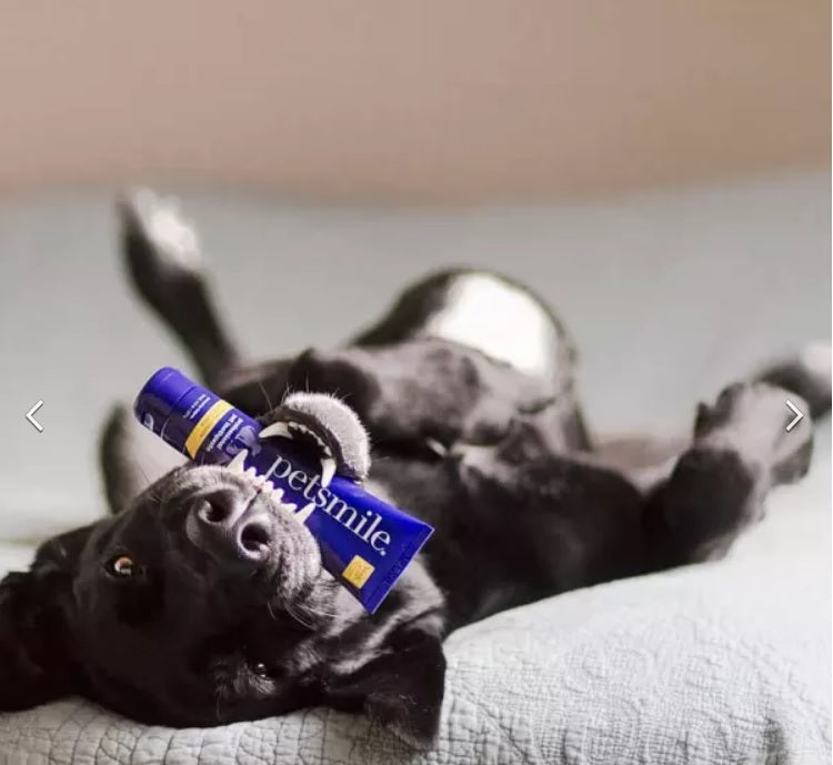 Petsmile toothpaste clearance