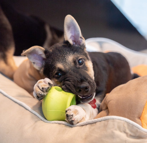 Why Puzzle Toys are Every Pawrent’s Indoor “Must-Have” Item