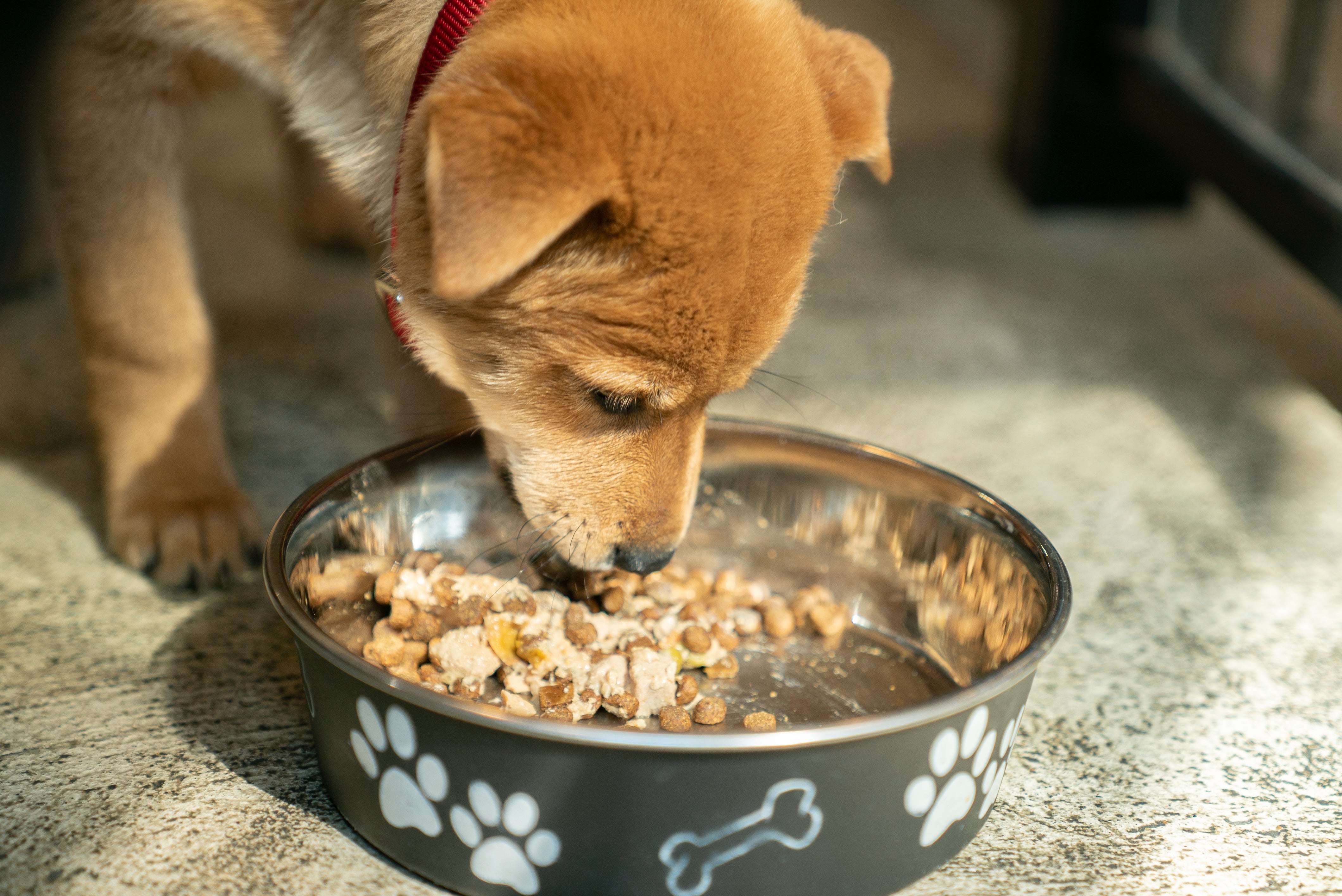 Dog Food Toppers - Nutritional Benefits | Whiskers N Paws