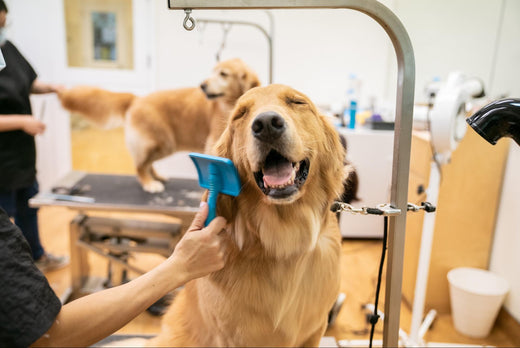 Dog Grooming in the Winter