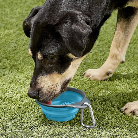 Dexas collapsible dog bowl best sale